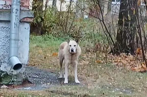 Собака найдена на ул. Чайковского, Владимир