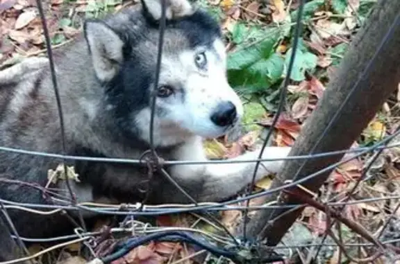 Хаски найден на ул. Козуева, 80 к2, Кострома