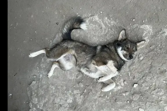 Пропала собака на Железнодорожной, Петровск