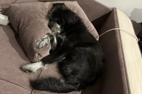 Собаки потеряшки, , фото: Потеряшка пес Бим, ул. Исаева, 12, Казань