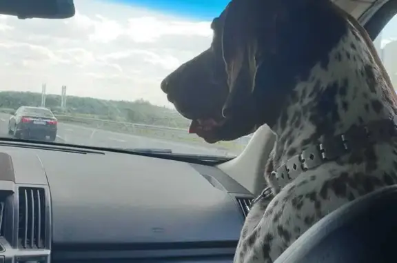 Собаки потеряшки, Каменногорское, фото: Потеряшка собака в Каменногорске, 41К-415