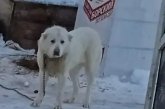 Пропала собака в Рожково Серково