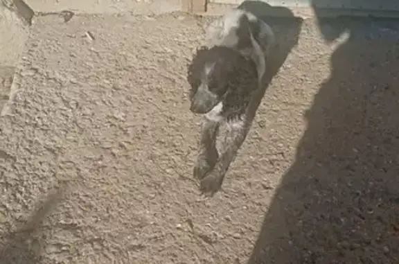 Собака найдена, Стрепетово, Крым