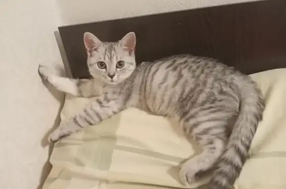 Объявления о пропавших и найденных животных, Тверь, фото: Пропала кошка, Наб. А. Никитина, 80