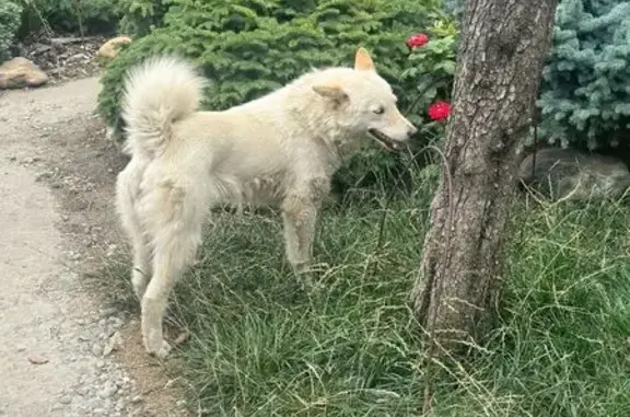Собаки потеряшки, Краснодар, фото: Потеряшка лайка Лиса, Ягодная 132, Краснодар