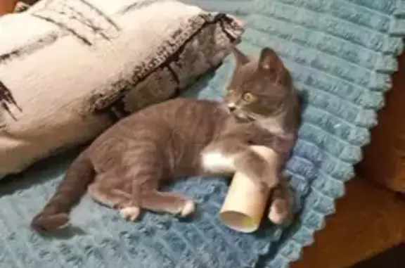 Объявления о пропавших и найденных животных, Таганрог, фото: Пропала кошка, ул. Ново-Панфилова, Таганрог