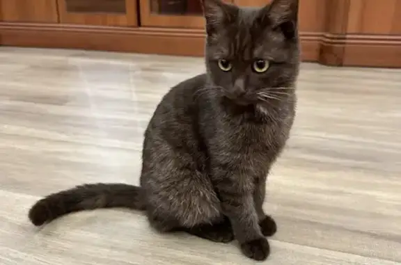 Найдена кошка, Просвет, фото: Кошка найдена на парковке, п. Просвет