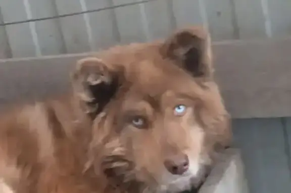 Собаки потеряшки, Толмачево, фото: Потеряшка собака, ул. Титова, 11, Толмачёво