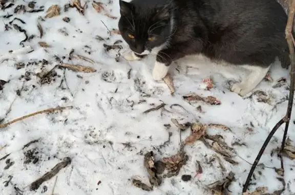 Кошка найдена у Светлый пер., 36, Томск