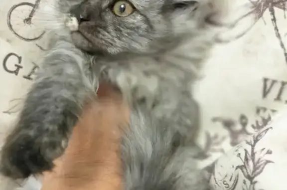 Найденные животные Пенза, фото: Кошка найдена у Михалыча, Пенза