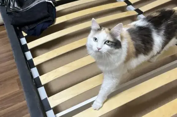 Кошки потеряшки, Ижевск, фото: Потеряшка кошка, ул. Дружбы, 30, Ижевск