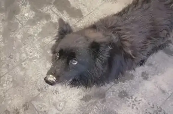 Найдена собака, Казань, фото: Собака найдена: ул. Глушко, 16Г, Казань