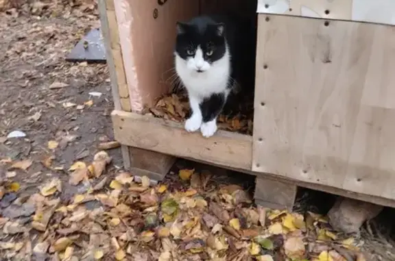 Кошка найдена, ул. Шалимова, 31, Белореченск