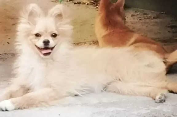 Собаки потеряшки, , фото: Потеряшка собака на Таганрогской, 21