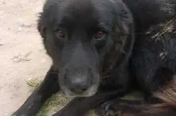 Собаки потеряшки, Село Льва Толстого, фото: Потеряшка собака у дороги 29К-008, СП Село Льва Толстого