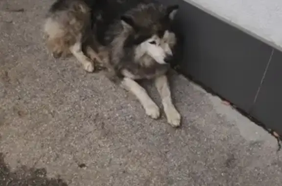 Найдена собака, Тольятти, фото: Собака найдена на ул. Новозаводская, Тольятти