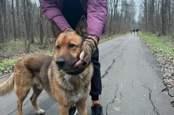 Овчарка найдена на Абрамцевской, Москва