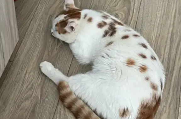 Кошки потеряшки, Казань, фото: Потеряшка кошка, Озёрная ул. 44 к2, Казань