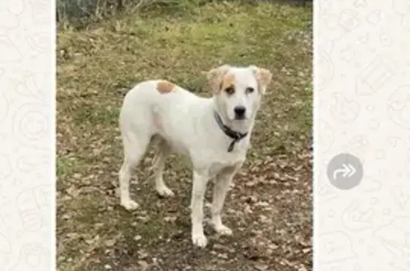 Найдена собака, Обухово, фото: Собака найдена в СНТ Дубрава, Обухово