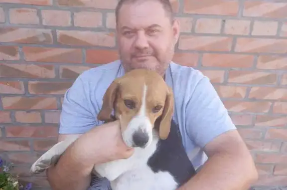 Собаки потеряшки, Петровка, фото: Потеряшка собака, Петровка, ул. Октябрьская