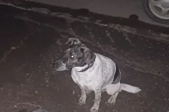 Найдена собака, Волгодонск, фото: Собака найдена, Волгодонск, Курчатова 47