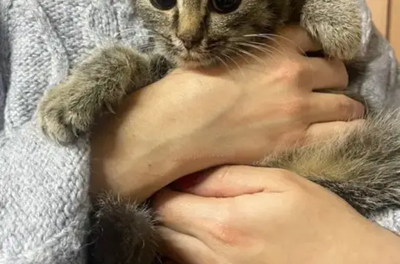 Кошка найдена: ул. Крупской, Барда