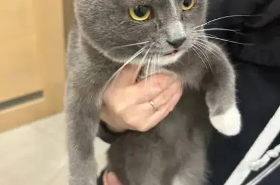 Найдена кошка, , фото: Кошка найдена: Яровая ул., 9, Ижевск