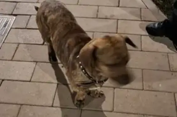 Найдена собака, Дзержинск, фото: Собака на Парковой аллее, 1, Дзержинск