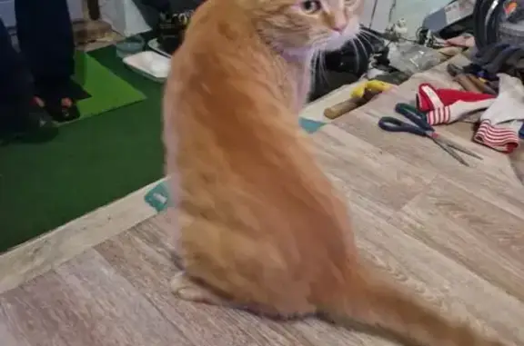 Найдена кошка, , фото: Кошка найдена: Набережные Челны, 5/2