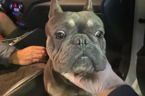 Найдена собака, отделения № 3 СКЗНИИСиВ, фото: Собака найдена: ул. Зарничная, 1В