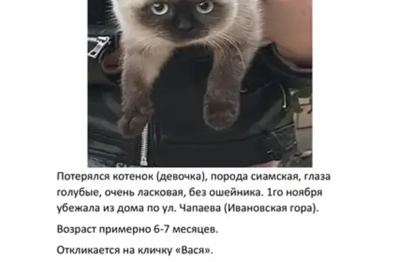 Потерянные животные Ивановское, фото: Пропала кошка, ул. Чапаева, Ивановское