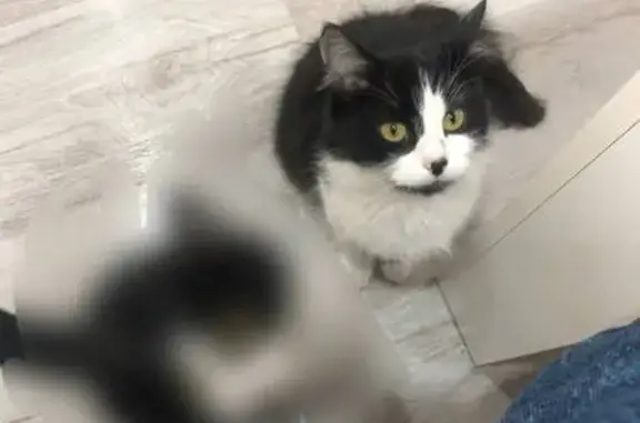 Кошки потеряшки, Советск, фото: Потеряшка кошка, ул. Энгельса, 75, Советск