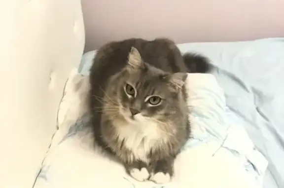 Кошки потеряшки, Вяземский, фото: Потеряшка кошка, ул. Заслонова 21, Вяземский