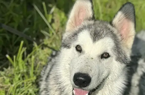 Пропала собака, ул. Жарова, 5, Ногинск