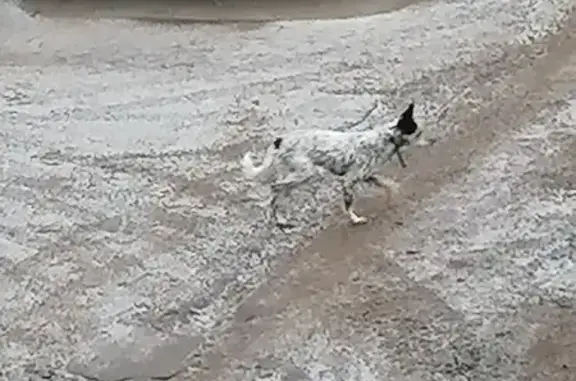 Собака найдена: ул. Берёзка, 2, Оренбург