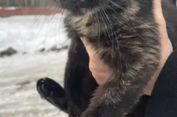 Найдена кошка, 1-я Горная ул., 5А, Новоабзаково