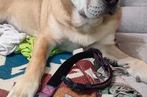 Найденные животные Ярославль, фото: Найдена собака, Мологская ул., Ярославль