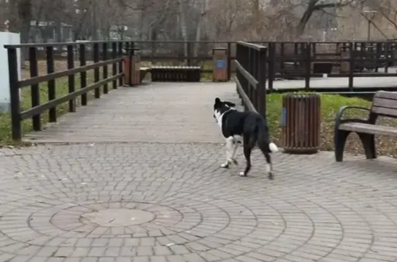 Собака найдена на Белозерской улице, Москва