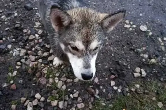 Собака найдена у магазина в д. Селищи