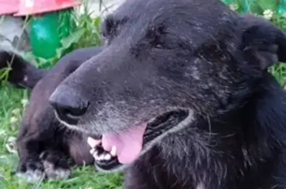 Пропала собака на Гагарина, 1, Шентала