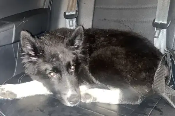 Найдена собака, Ярега, фото: Щенок найден на Ярегских дачах, Объездная