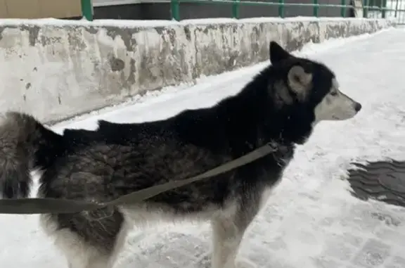 Хаски с ошейником, ул. Кирова, НСК