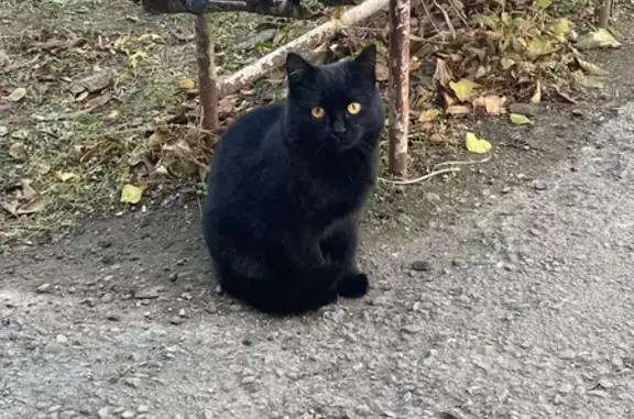 Кошка найдена на ул. Куйбышева, Павловская