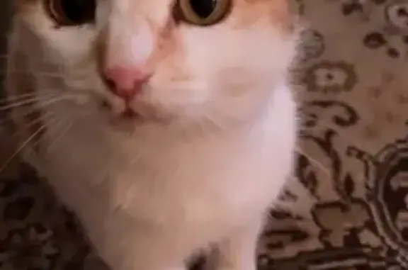 Потерянные животные Пенза, фото: Пропала кошка, ул. Дзержинского, 19