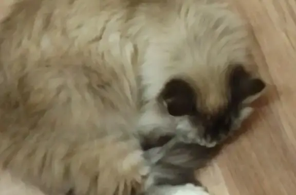 Потерянные животные Камышин, фото: Пропала кошка, Пролетарская ул., 118