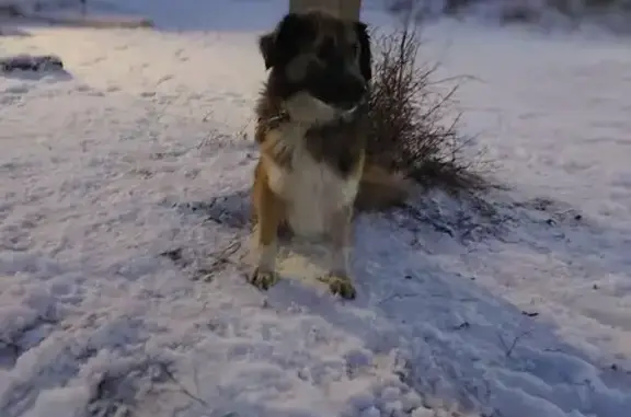 Найдена собака, , фото: Собака найдена: пр. Энергетиков, Сарапул