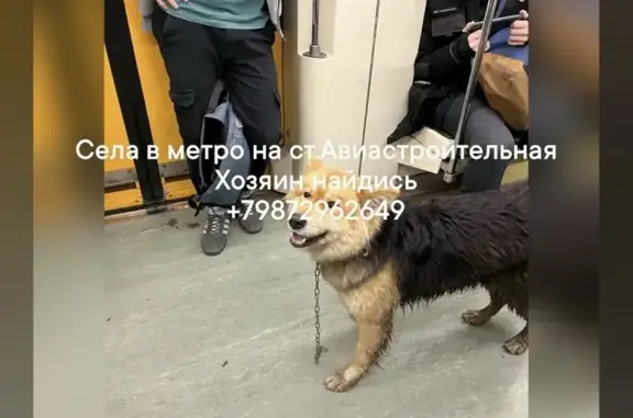 Найдена собака, Казань, фото: Собака найдена на ул. Бутлерова, Казань