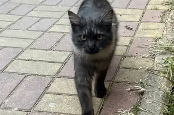 Найдена кошка, Сириус, фото: Кошка найдена: Перспективная ул., Сириус