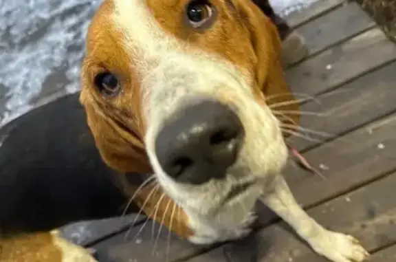 Найдена собака, Казань, фото: Собака найдена у озера Лебяжье, Казань