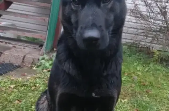 Найдена собака, Александров, фото: Собака найдена: Военная ул., 34, Александров